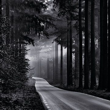 Verlassene Straße im Speulder Wald