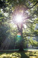Green tree with sun rays through the branches and leaves