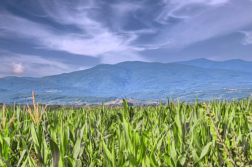 Servië : Het maïsveld