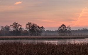 Autumn Silhouettes