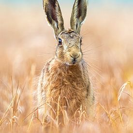 Portrait of a hare by Gladys Klip