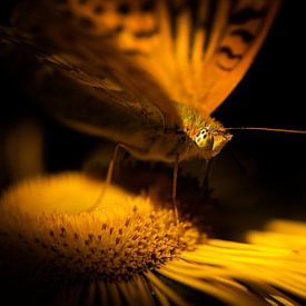 Butterfly in the morning sun by Patrick Schwarzbach