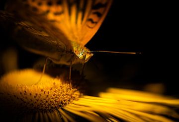 Vlinder in de ochtendzon van Patrick Schwarzbach