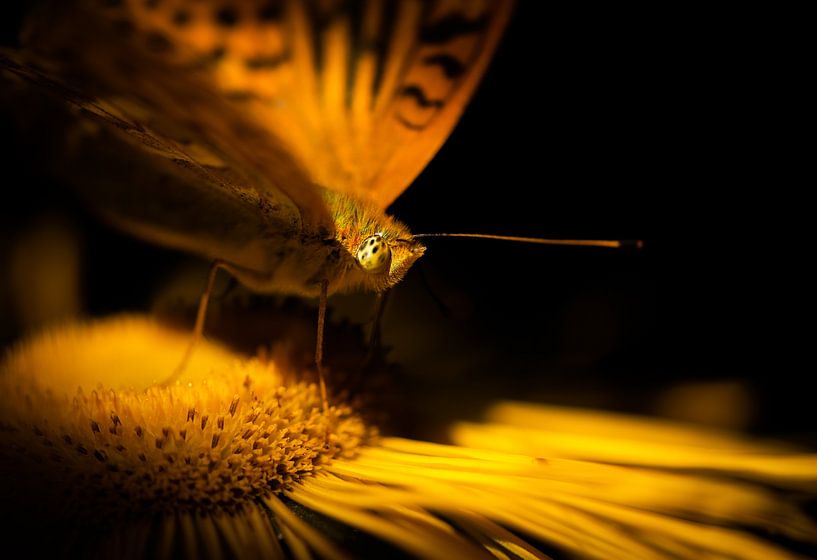 Butterfly in the morning sun by Patrick Schwarzbach