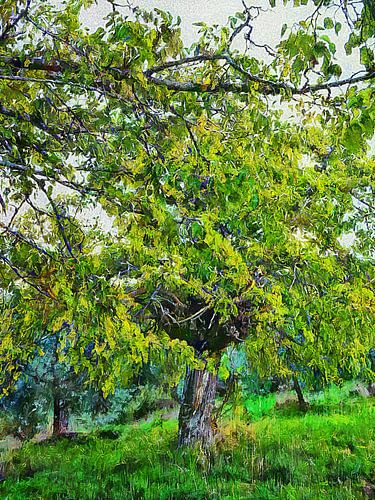De verborgen moerbeiboom