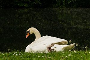 Schwanenartig