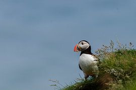 puffins / puffin in iceland by Harry Bos