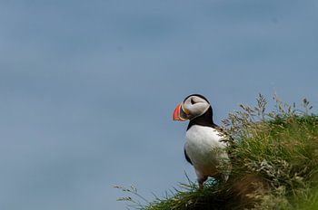Papageientaucher / Papageientaucher in Island