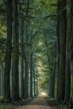 Avenue of trees on the estate by Moetwil en van Dijk - Fotografie