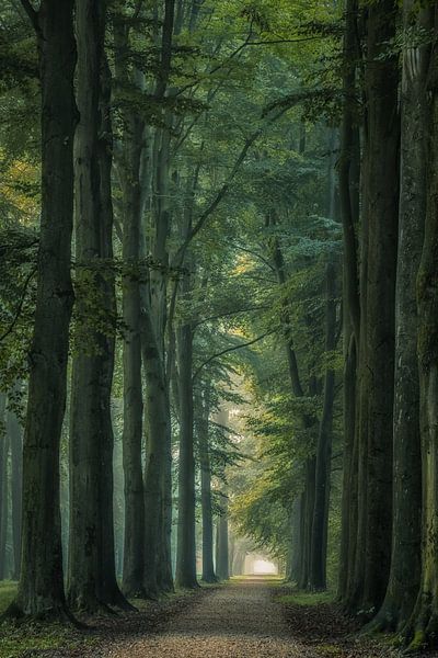 Bomenlaan op het landgoed van Moetwil en van Dijk - Fotografie