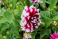 Red dahlia with white flower tips