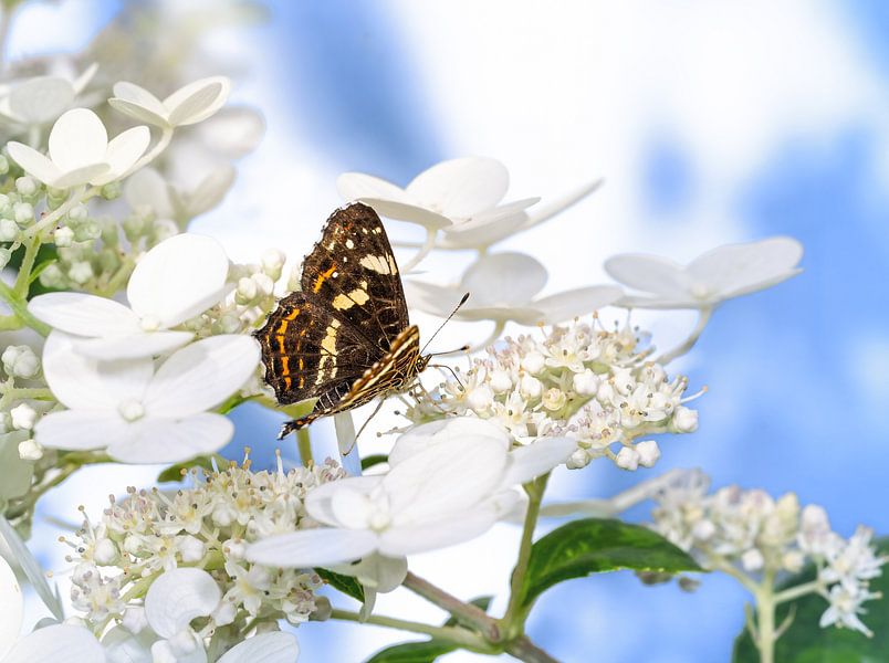 Landcap butterfly on a white hydrangea flower by ManfredFotos