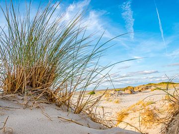 Herbe des dunes sur la côte de la mer du Nord sur Animaflora PicsStock