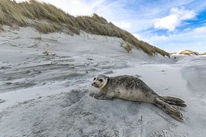 Robbe am Strand von Terschelling