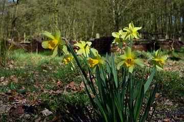 Daffodils near a ruin by Gerard de Zwaan