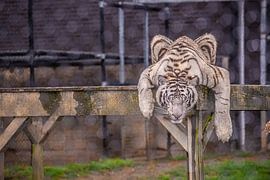 Tiger with an off day by Brian Morgan