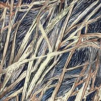 Verwaaid, geknakt riet in onstuimig water