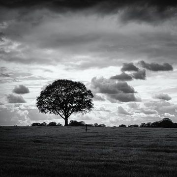 Lonely tree by Enrico Veneziano
