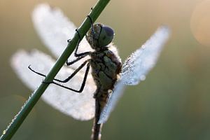 Close up van libel in ochtendlicht
