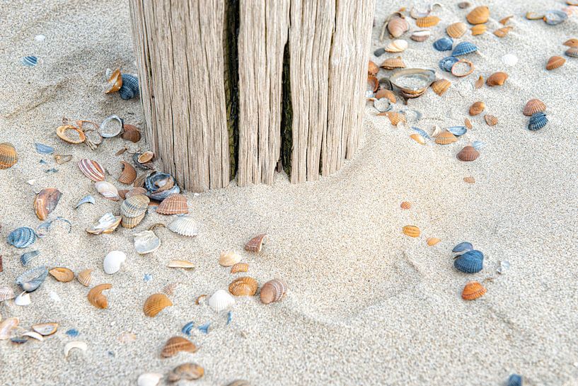 Shells on beach near beach post. by Ron van der Stappen