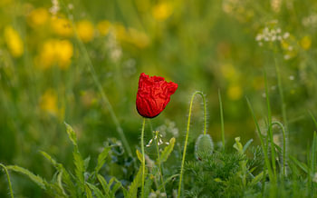Pavot - Prairies de Binnenveld