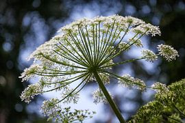 Bloeiende Beerenklauw