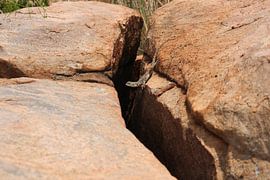 De salamander op de rotsen  by Kim van der Lee