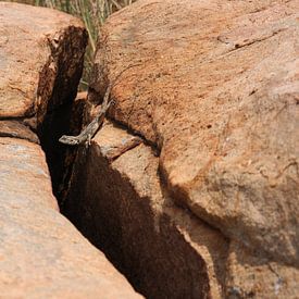 De salamander op de rotsen  van Kim van der Lee
