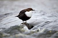 Wasseramsel