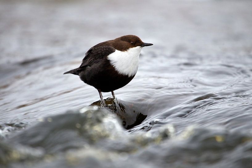 Wasseramsel von Ronald Wilfred Jansen