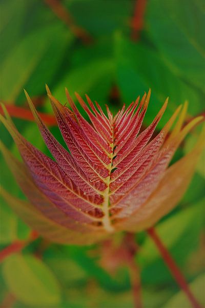 Focus B par Marian Klerx