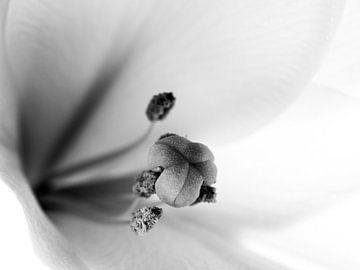 Blumen-Lilie / Osterlilie / Lilium Longiflorum schwarzes weißes Nahaufnahme-Makro von Art By Dominic