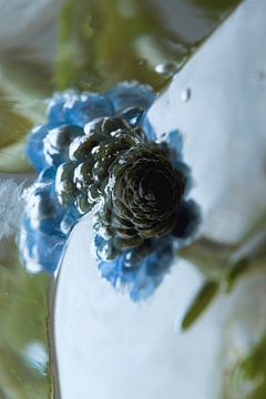 Muscari dans la glace 2 sur Marc Heiligenstein