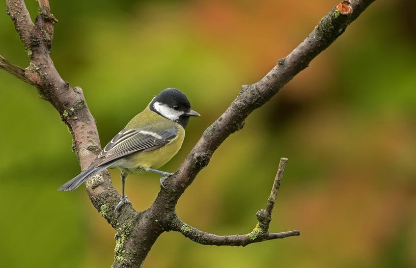 Koolmees im Herbst Dekor von Henriëtte van Golde