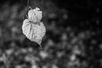 Herfstblaadjes in monochroom
