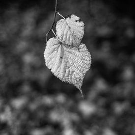 Herbstblätter in monochrom von Timo Bergenhenegouwen