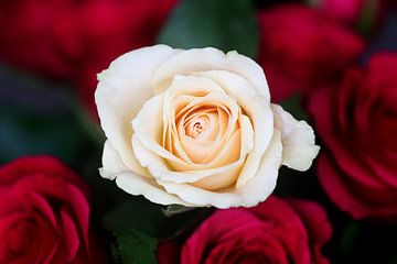 Witte roos van Esmee Eeltink