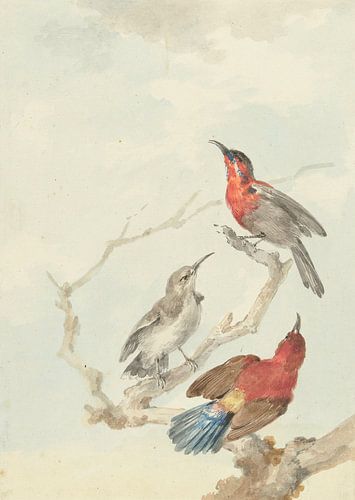 Drie karmijnrode Sunbirds, Aert Schouman