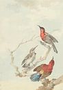 Drei karminrote Nektarvögel, Aert Schouman von Meesterlijcke Meesters Miniaturansicht