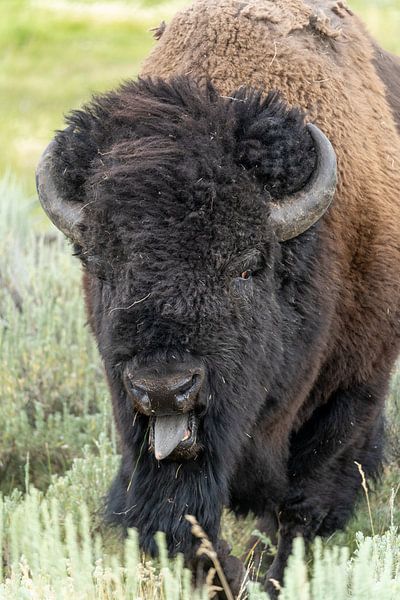 Bison in Yellowstone National Park, USA by Jeroen van Deel