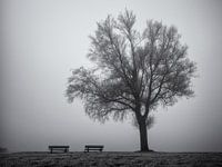 Tree and benches in the mist