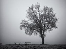 Baum und Bänke im Nebel von Paul Beentjes
