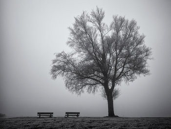 Boom en bankjes in de mist