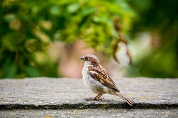 Spatz von Luis Emilio Villegas Amador