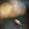 Robin with beautiful background by Linda Raaphorst