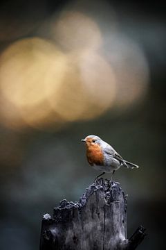 Robin with beautiful background by Linda Raaphorst