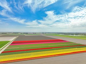 Tulpen auf einem Feld im Frühling von oben gesehen