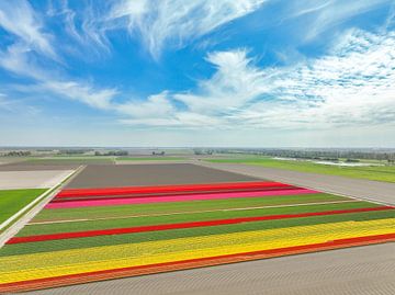 Tulipes poussant dans un champ au printemps, vues d'en haut sur Sjoerd van der Wal Photographie