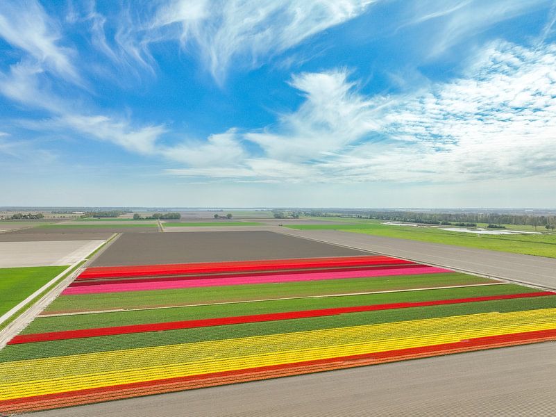 Tulips growing in a field during springtime seen from above by Sjoerd van der Wal Photography