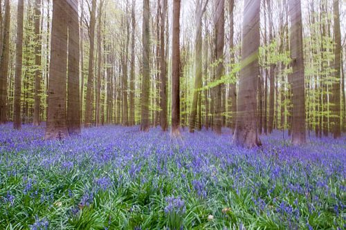 Hyacinth forest by Ben Elbertsen